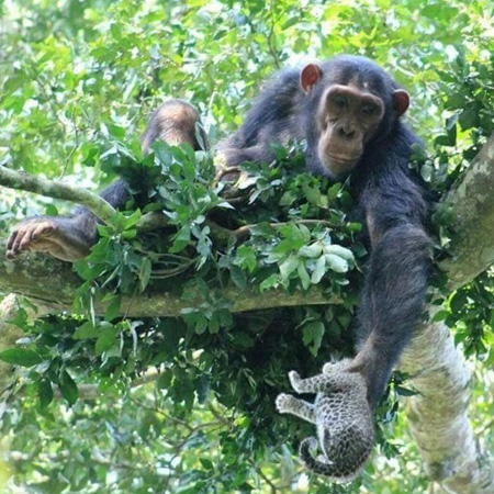 1 day Budongo Chimp Trek
